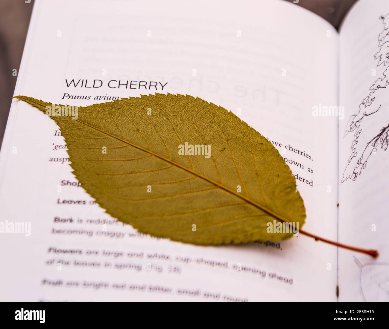 Wild Cherry (prunus avium) leaf dried within the pages of a book Stock Photo