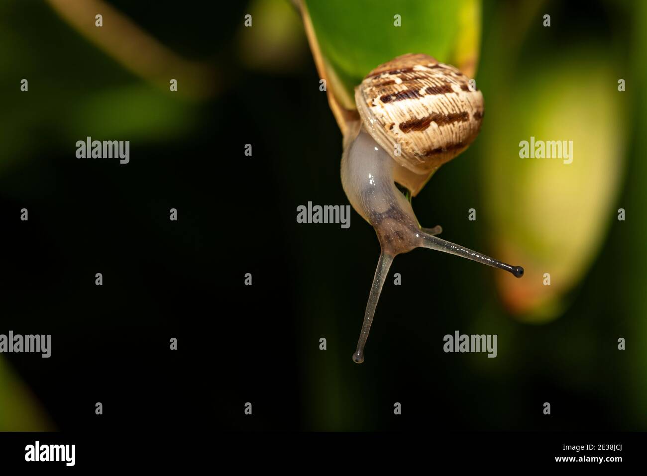 Slug eating lettuce leaf. Snail invasion in the garden The snail slides