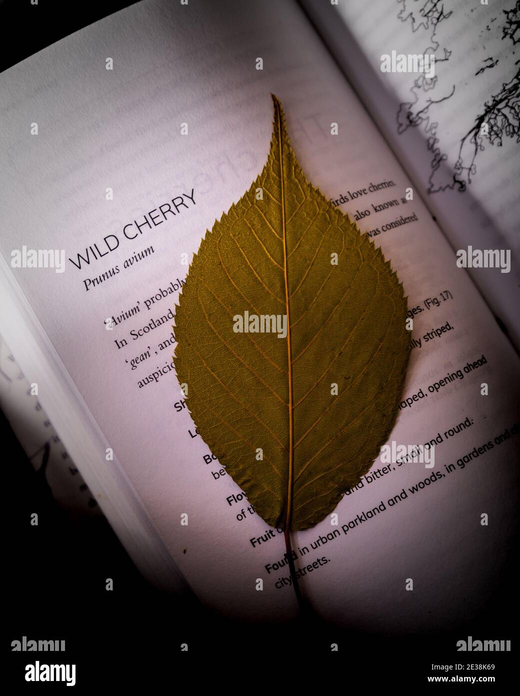 Wild Cherry (prunus avium) leaf dried within the pages of a book Stock Photo