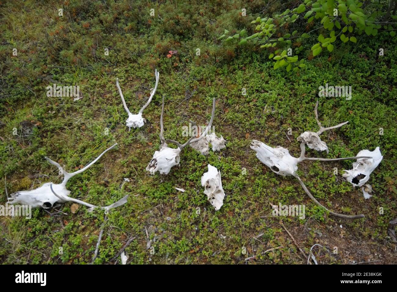 Skulls of deer with antlers lie on the ground. The skull of a deer ...