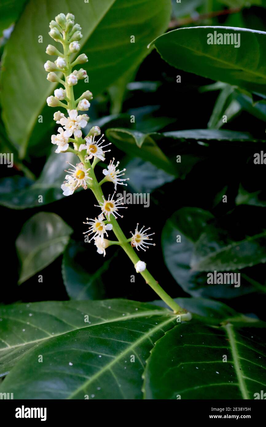 Prunus laurocerasus Cherry laurel – upright flower spikes with tiny white flowers and stellar stamen,  January, England, UK Stock Photo