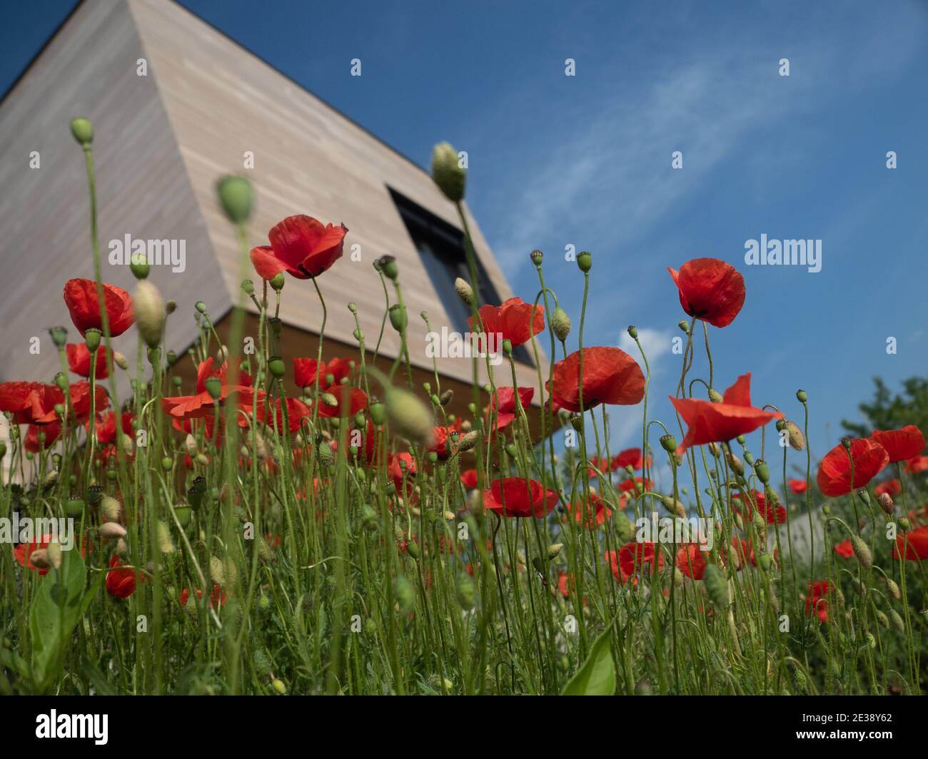 Field of red corny poppy flowers Papaver Rhoeasin. Wooden house an