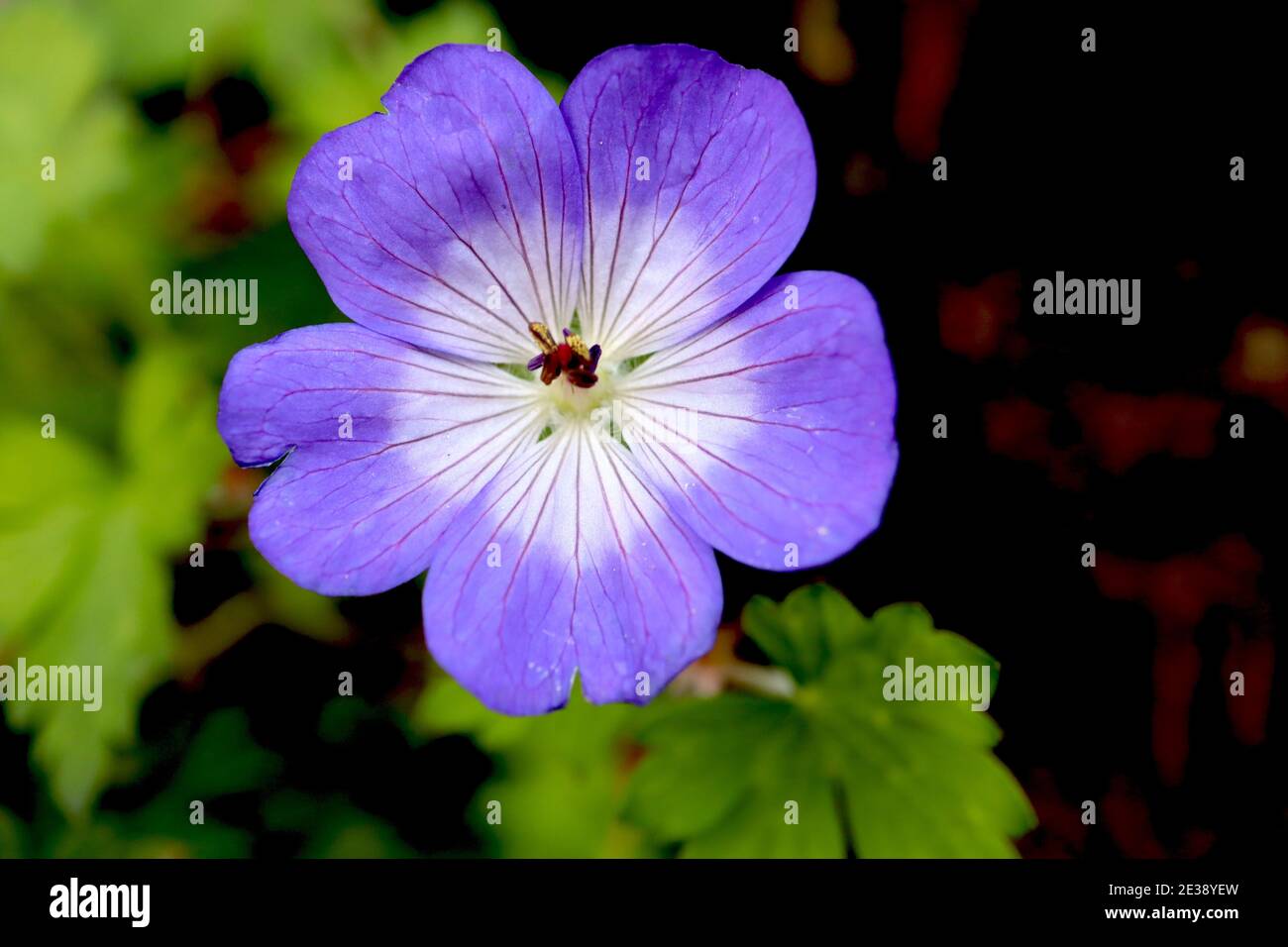 Geranium ‘Rozanne’ Geranium Gerwat – violet blue flowers with white centre and purple radial veins,  January, England, UK Stock Photo