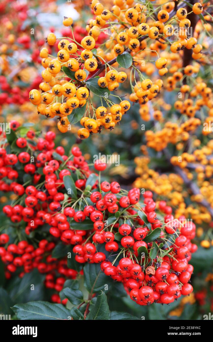 Pyracantha coccinea and 'Orange Glow' Firethorn orange and red berries,  January, England, UK Stock Photo