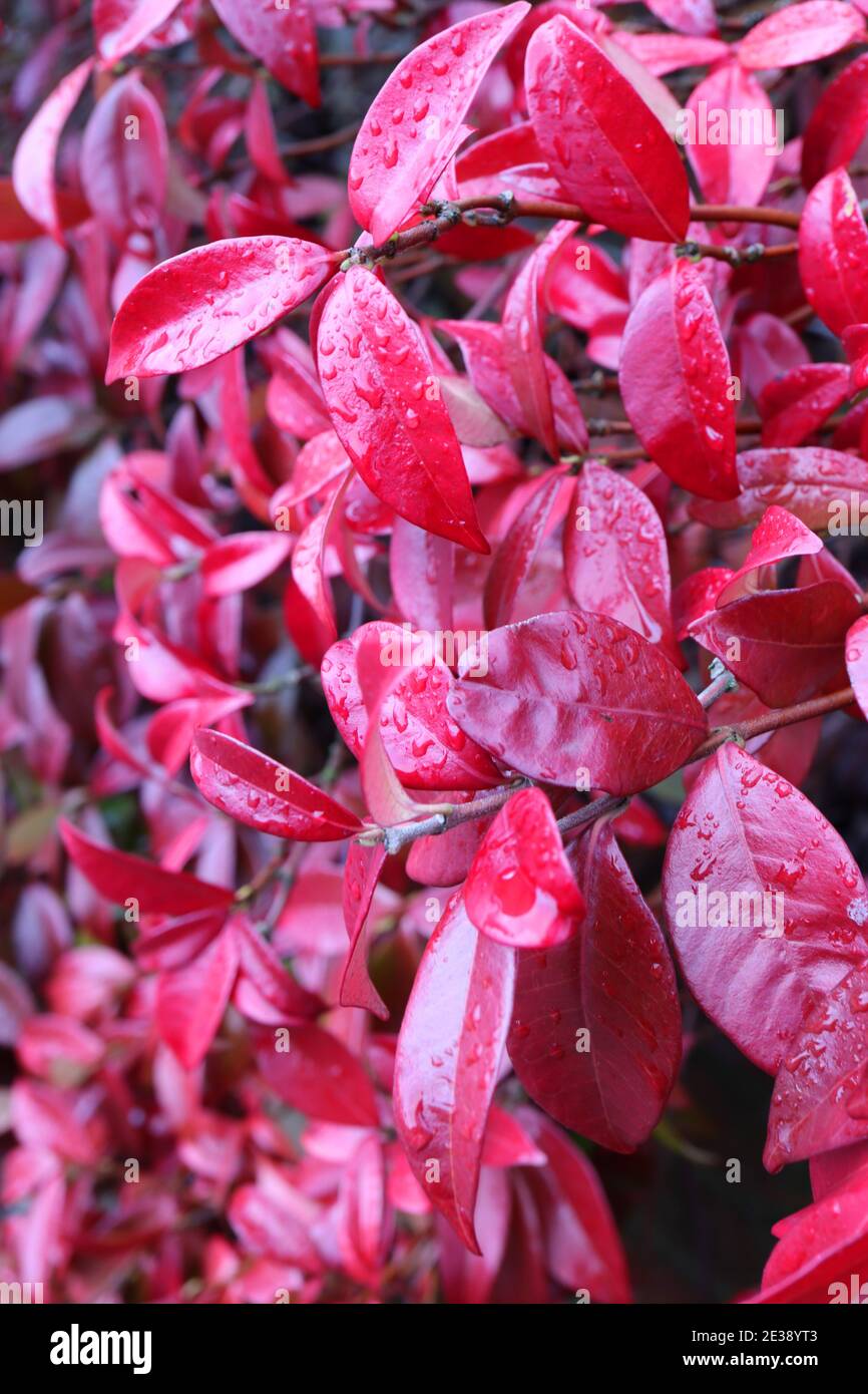 Trachelospermum jasminoides Star Jasmine – glossy red pinnate winter leaves January, England, UK Stock Photo