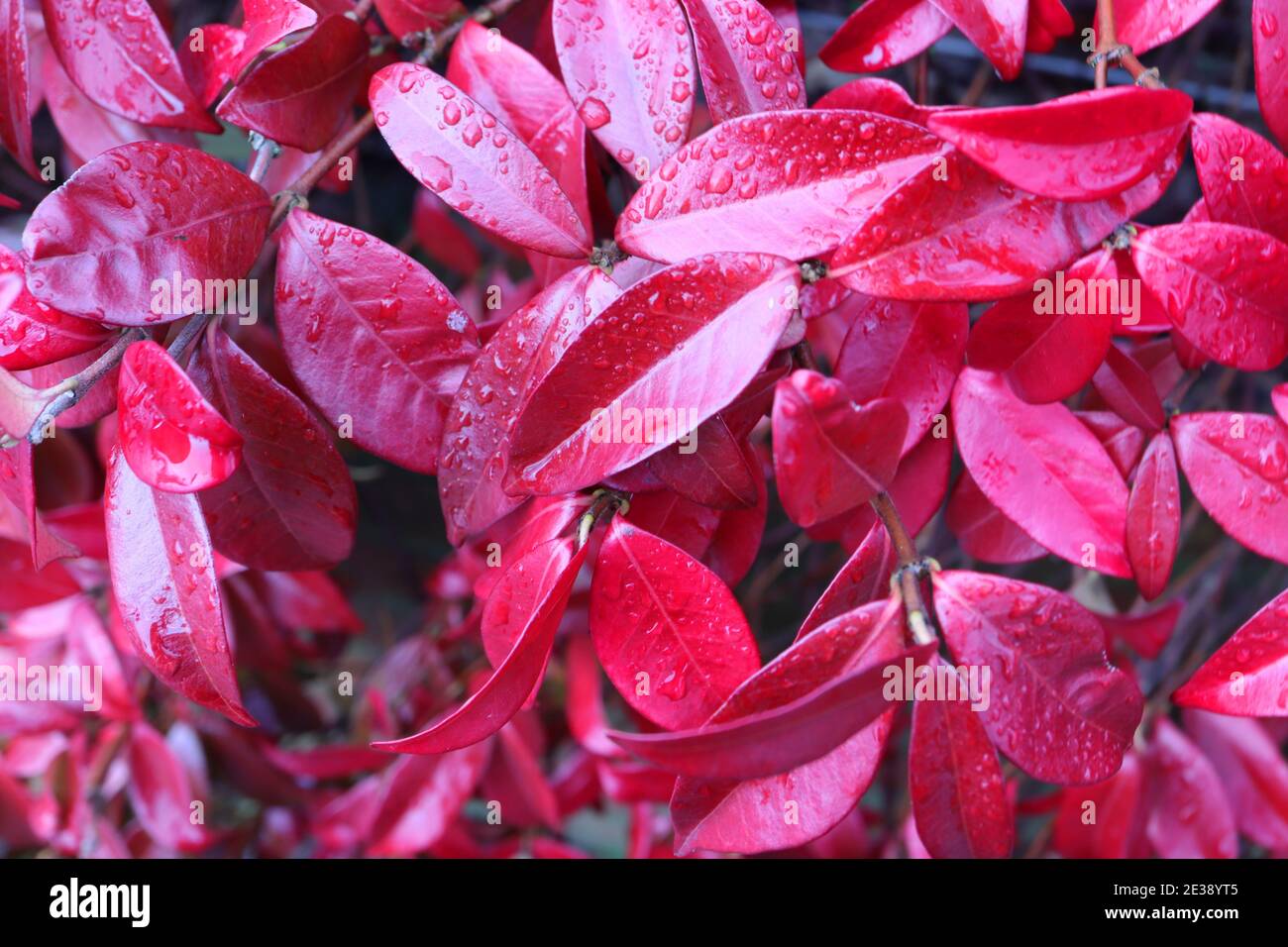 Trachelospermum jasminoides Star Jasmine – glossy red pinnate winter leaves January, England, UK Stock Photo