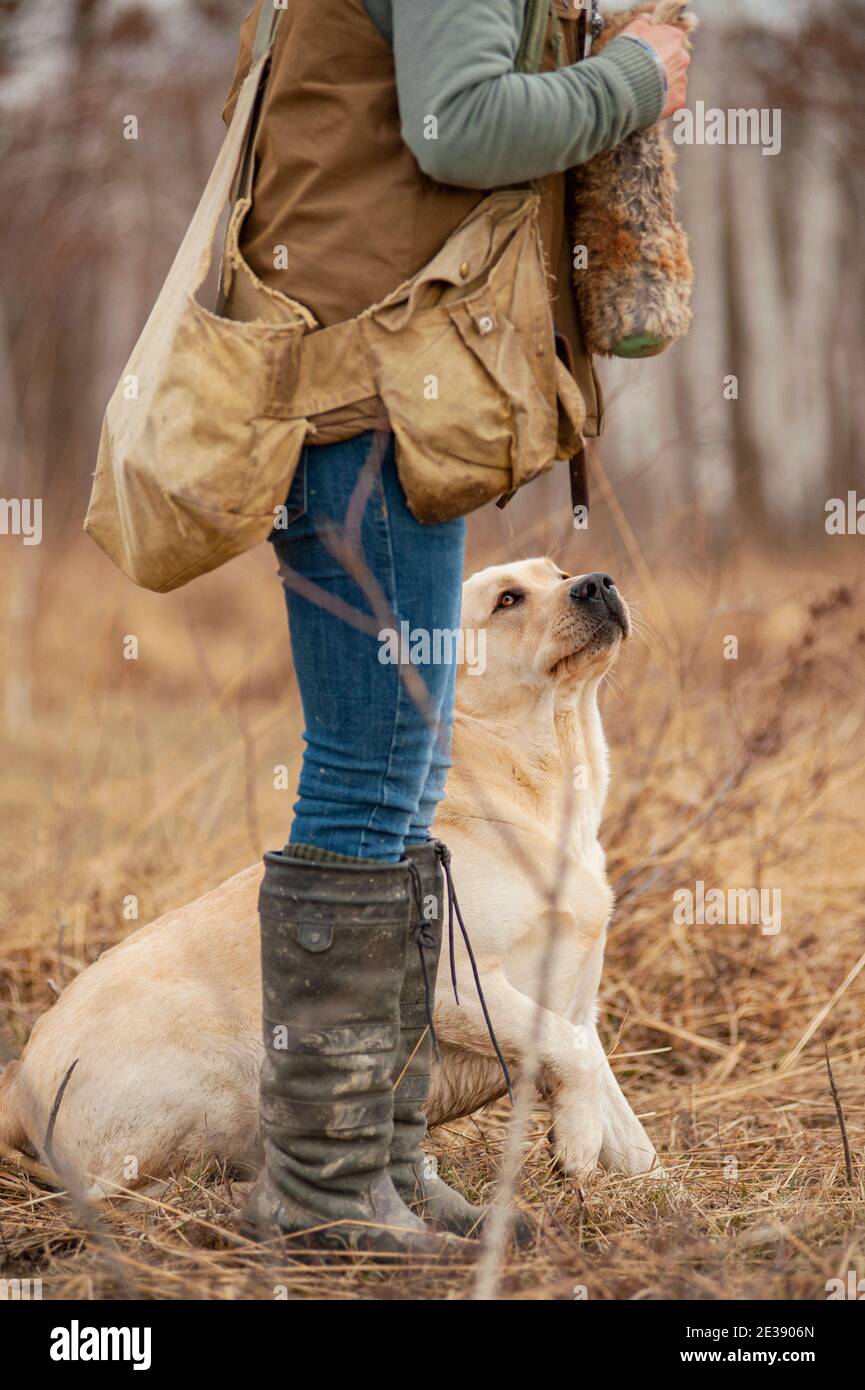 Yellow labrador retriever is sitting near its owner during a hunting training. Dog is looking up at handler and waiting to go and retrieve Stock Photo