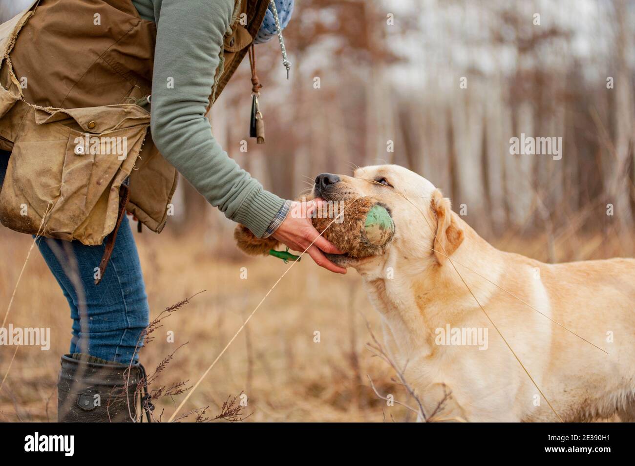 Labradro retriever training. Hunting training. Yellow labrador is delivering a dummy in handler's hands. Close up, unrecognizable person Stock Photo