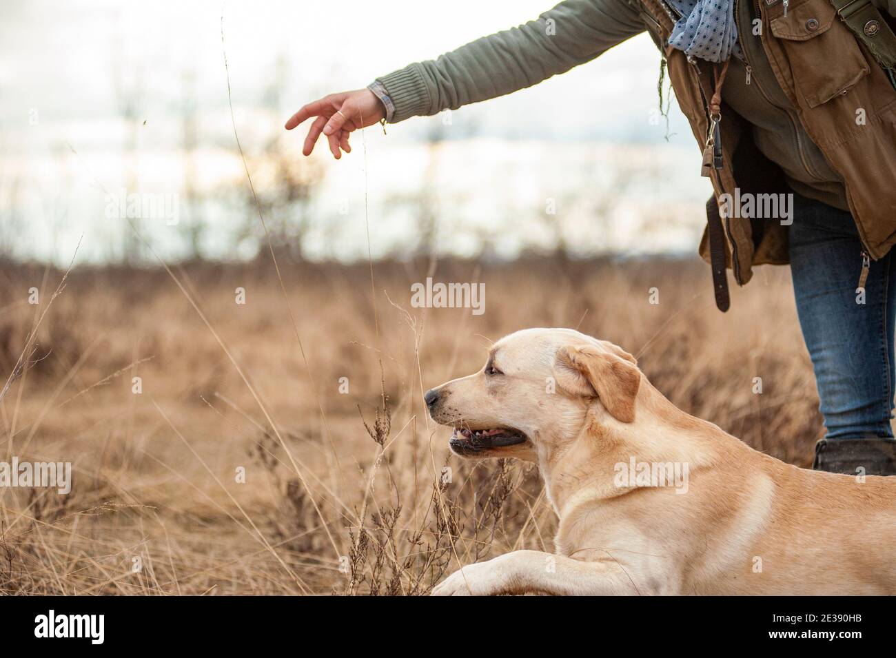 Labradro retriever training. Hunting training. Yellow labrador is about to go and fetch a dummy. Onwer, handler, unrecognizable person Stock Photo