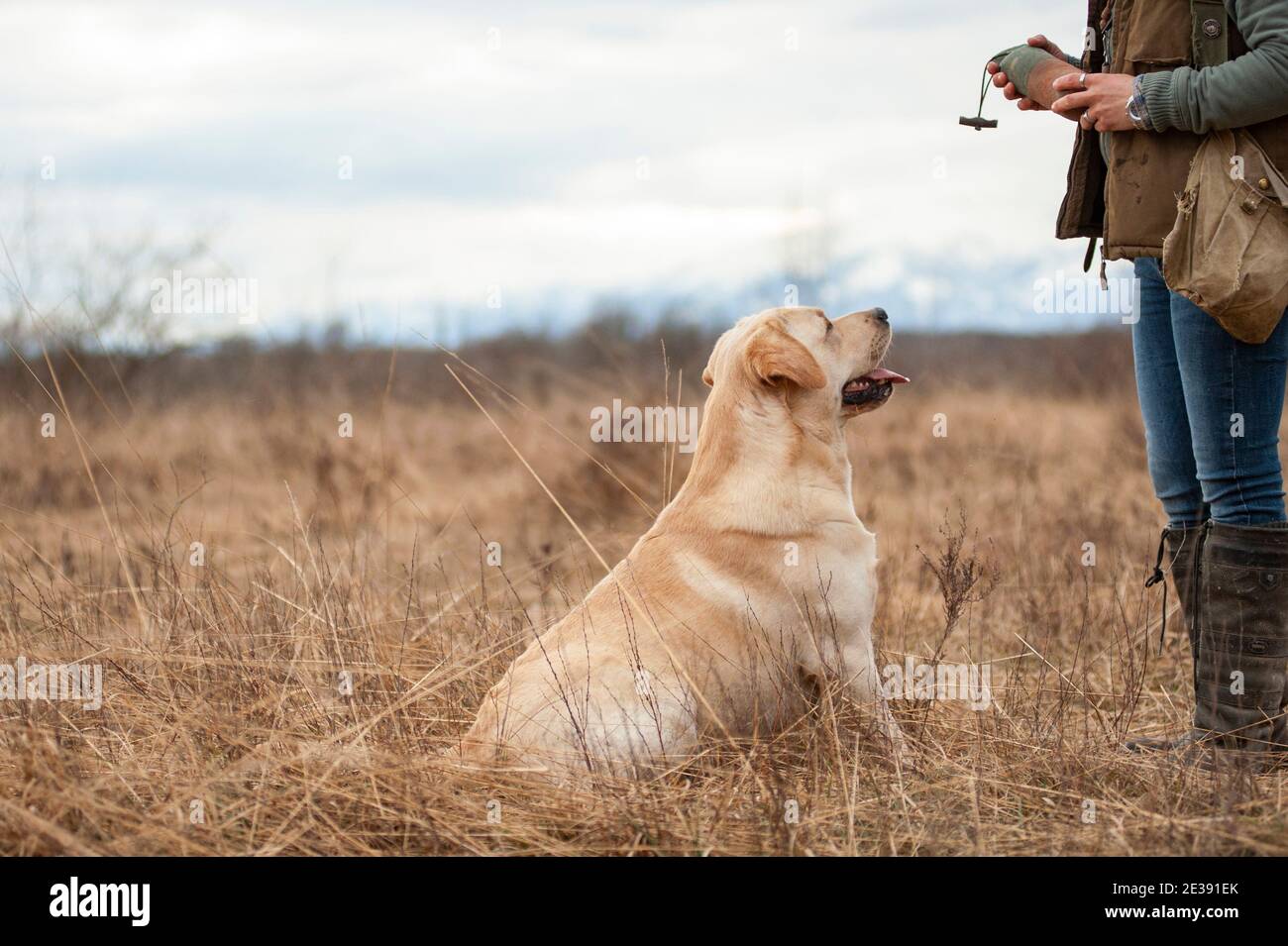 Labradro retriever training. Hunting training. Trained yellow labrador retriever is sitting in front of his handler and waiting for commands Stock Photo