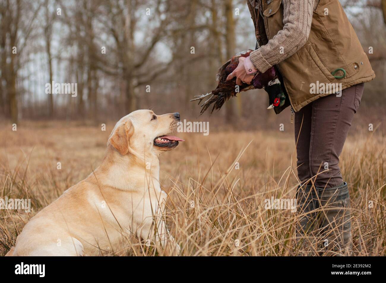Hunting training for a yellow labrador retriever. The dog is delivering