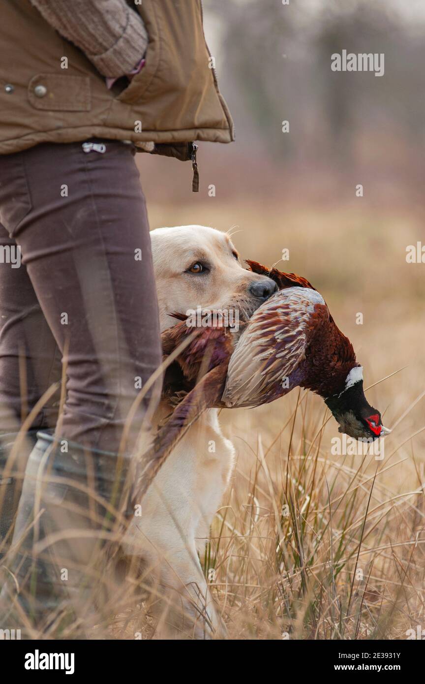Yellow lab retrieving pheasant hires stock photography and images Alamy