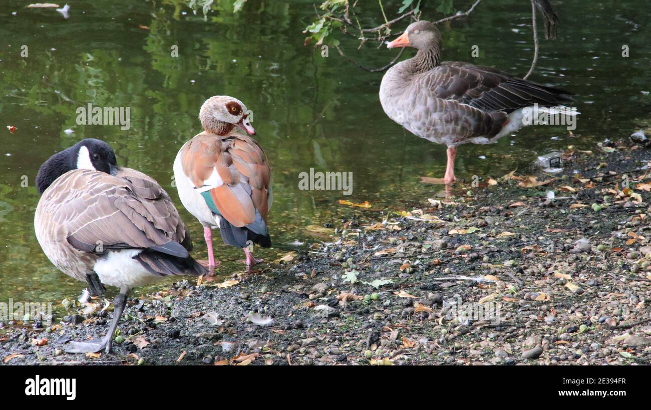 3 geese species - Canada, Egyptian and greylag Stock Photo