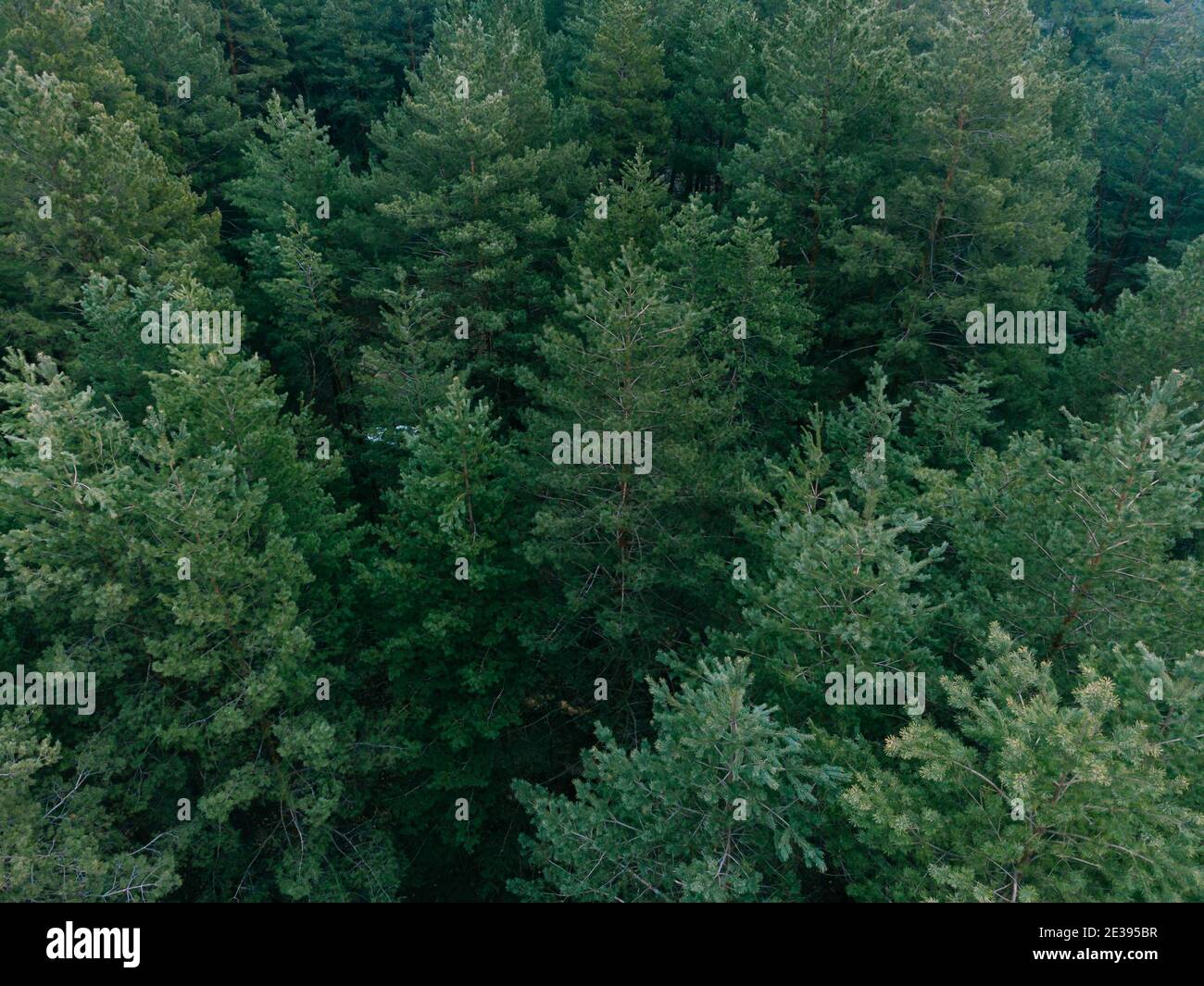 View through dense pine tree hi-res stock photography and images - Alamy