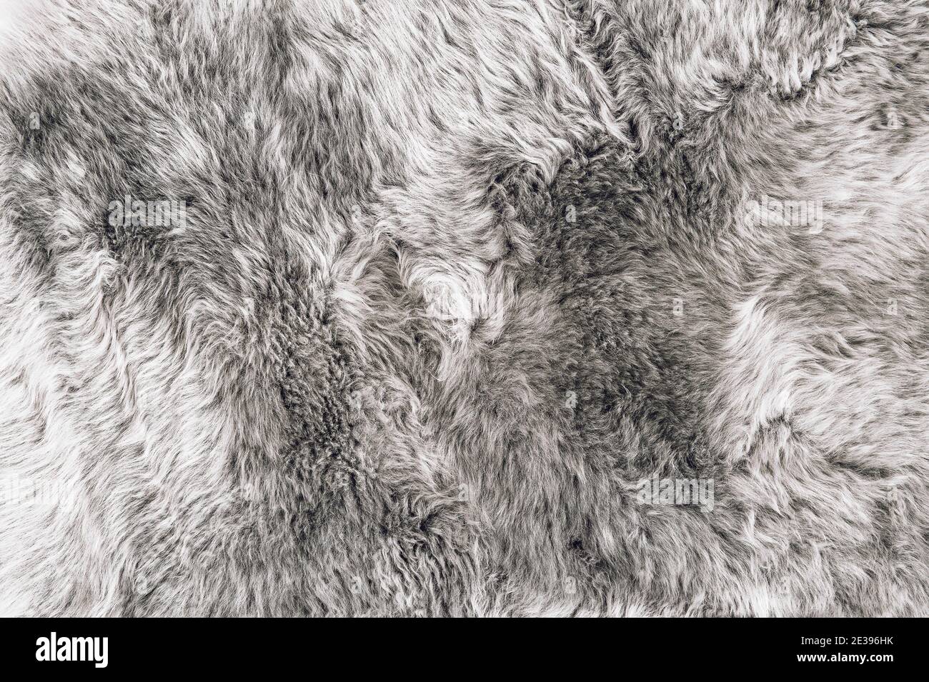 Gray sheep fur. Grey sheepskin rug background. Wool texture Stock Photo