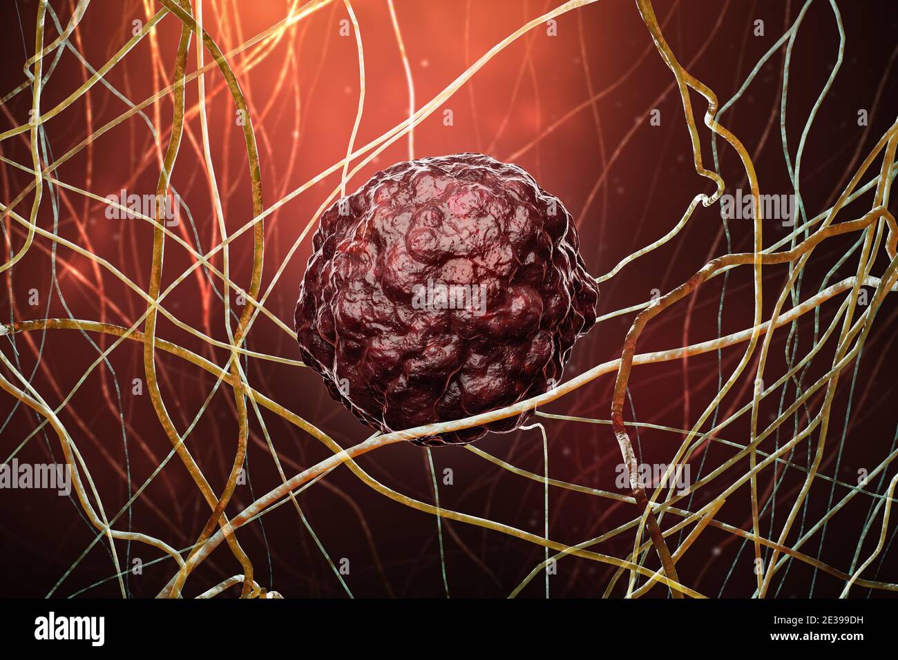 Fibrous connective tissue hi-res stock photography and images - Alamy