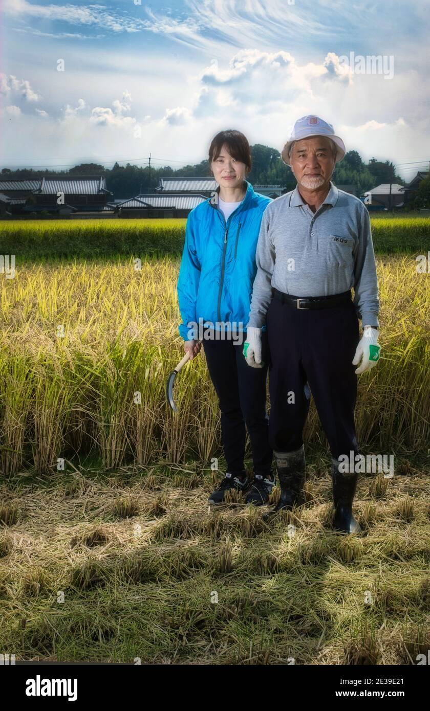Sake making :Two rice farmers harvesting rice in the fields of Hyogo Prefecture, Japan Stock Photo