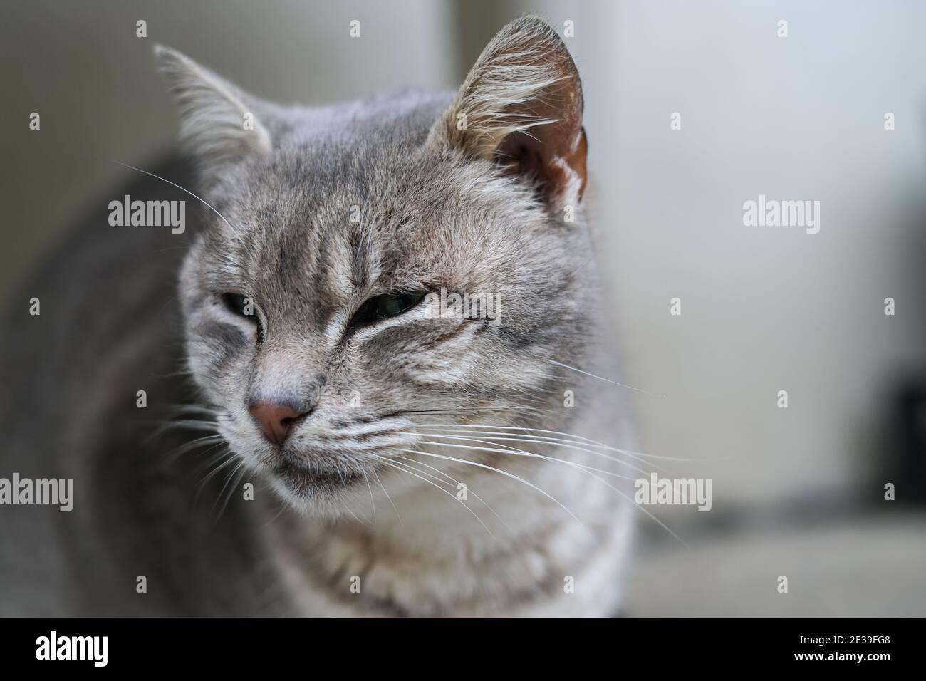 Isolated grey cat face portrait close up,feline pet animals wallpaper Stock Photo