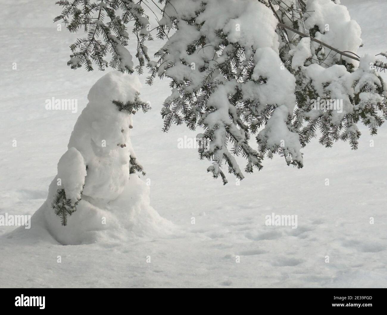 It's a snowy landscape. Winter mood with the snowman in a peculiar visage. The natural form abstraction - character that symbolizes the mind ambiguity Stock Photo