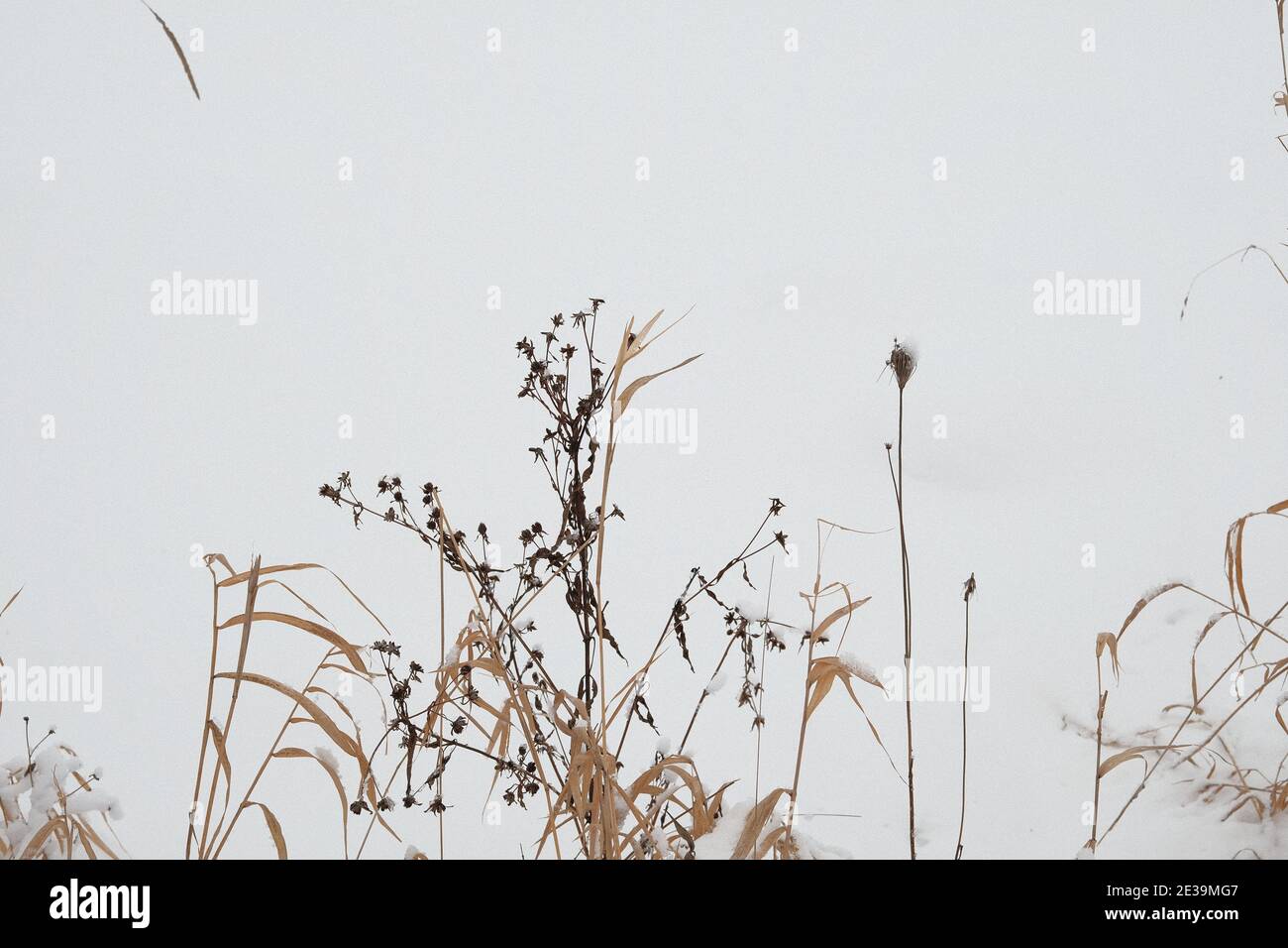 Dried winter wetland grasses line a frozen and snow covered Dow's Lake in mid-winter in Ottawa, Ontario, Canada. Stock Photo