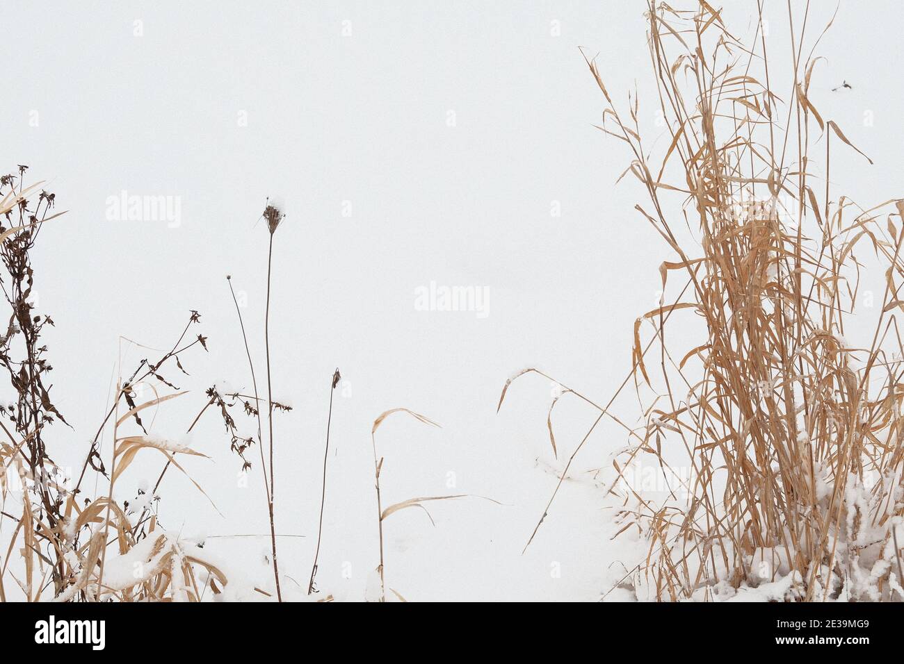 Dried winter wetland grasses line a frozen and snow covered Dow's Lake in mid-winter in Ottawa, Ontario, Canada. Stock Photo