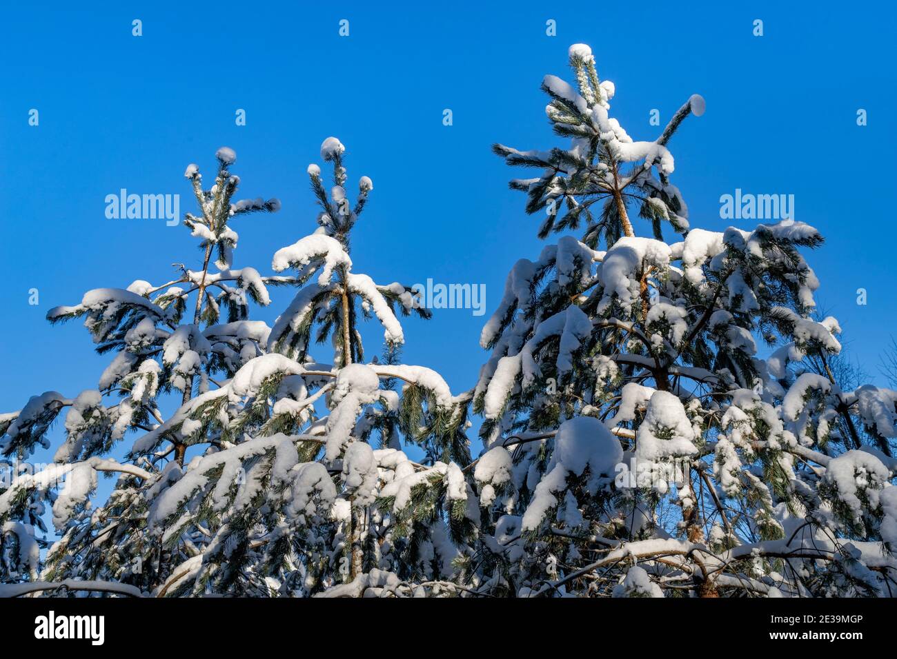 Snow-covered small conifers. Snow on tree branches in Central Europe. Winter season. Stock Photo