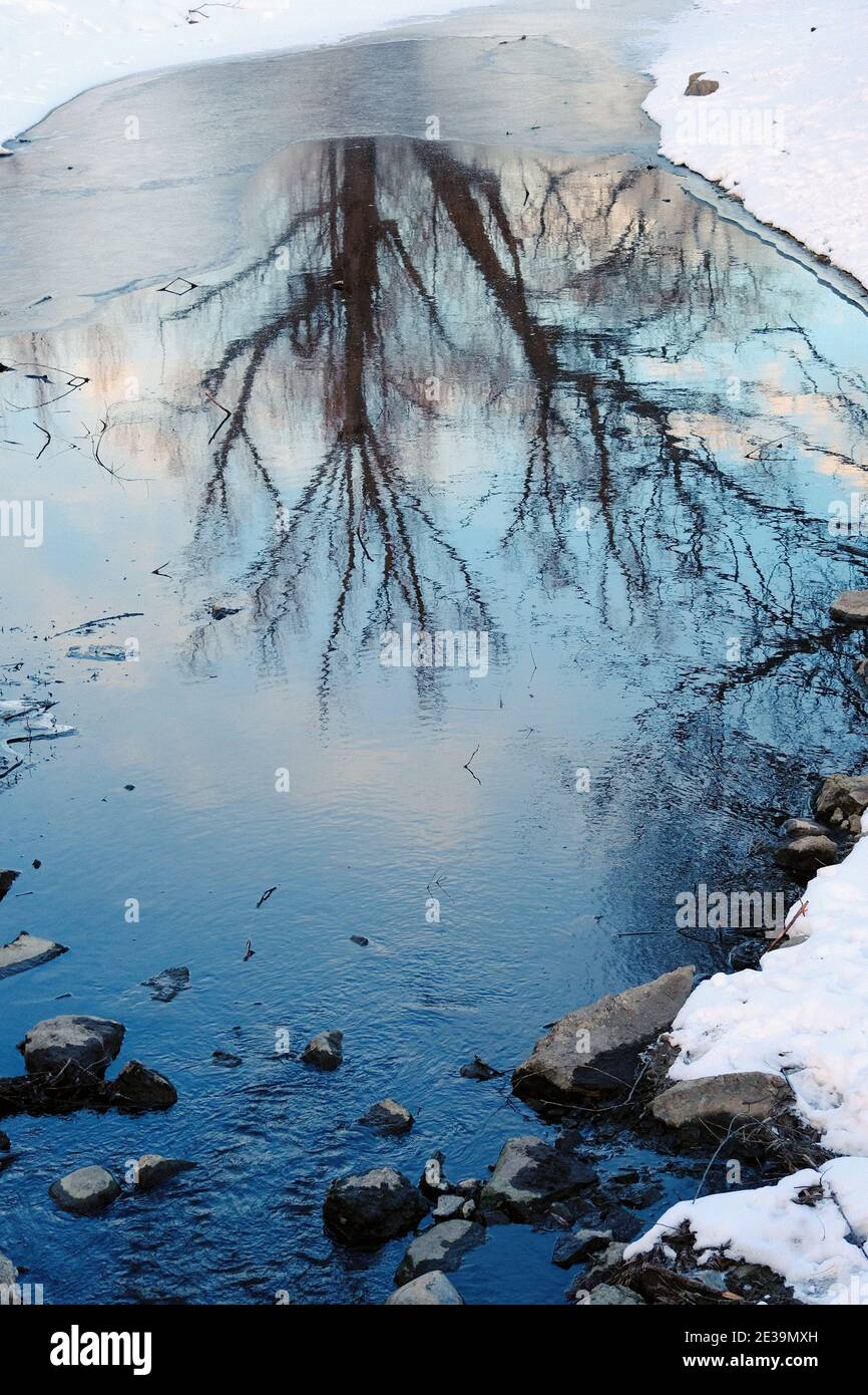 Blue sky and bare tree branches reflected in the rapidly freezing inlet at Dow's Lake, Ottawa. Ontario, Canada. Stock Photo