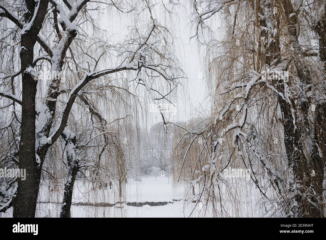 Snow covered willow trees line a frozen and snowy Browns Inlet in mid winter in Ottawa, Ontario, Canada. Stock Photo
