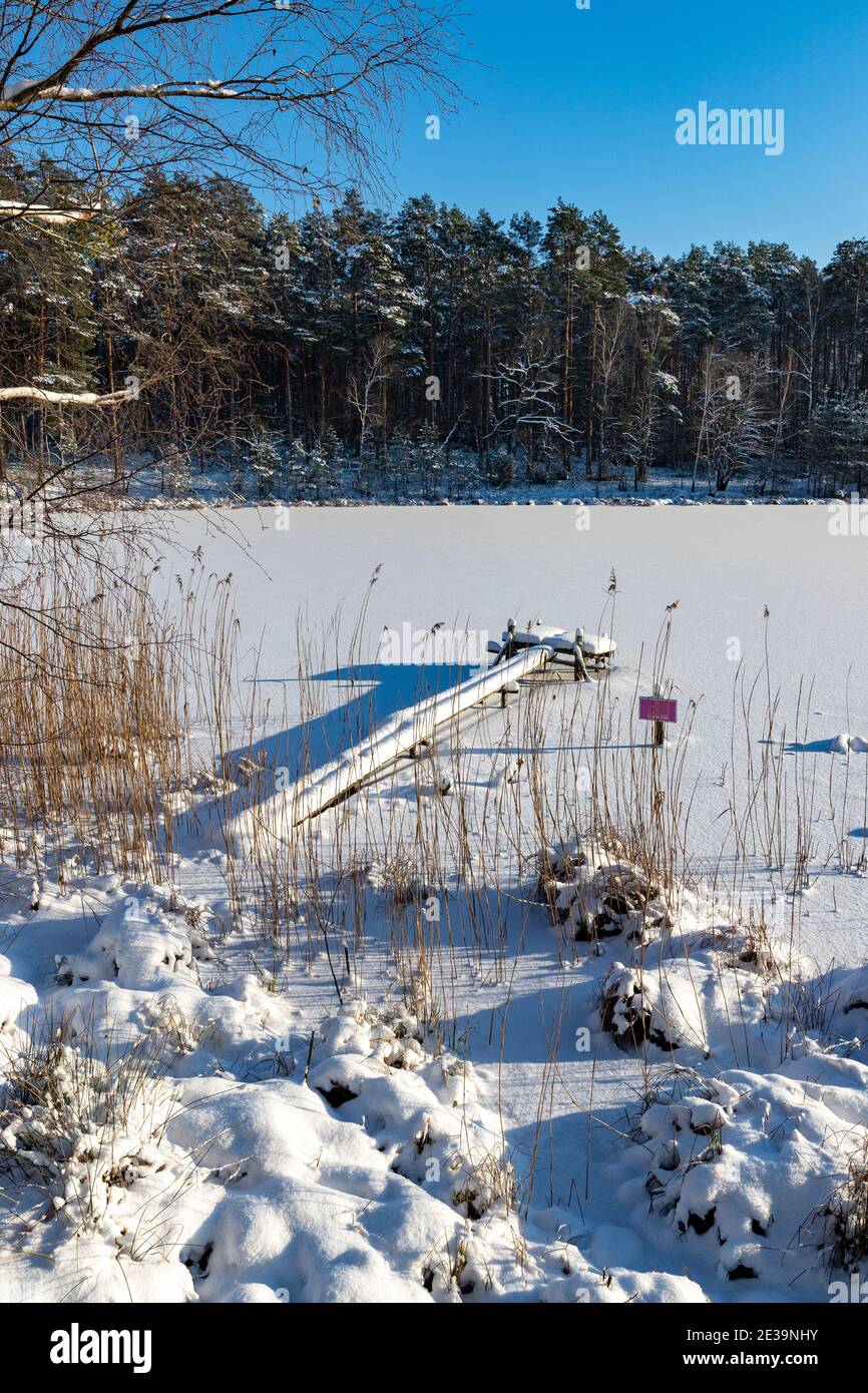 A frozen lake surrounded by tall forest. Wooden fishing bridge covered with snow. Winter season. Stock Photo