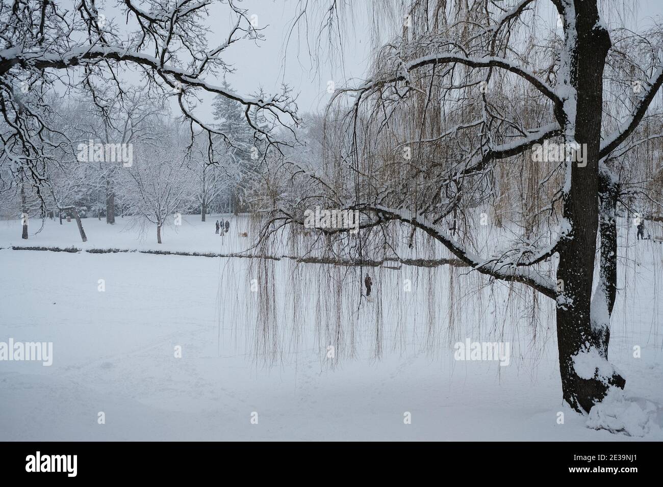Snow covered willow trees line a frozen and snowy Browns Inlet in mid winter in Ottawa, Ontario, Canada. Stock Photo