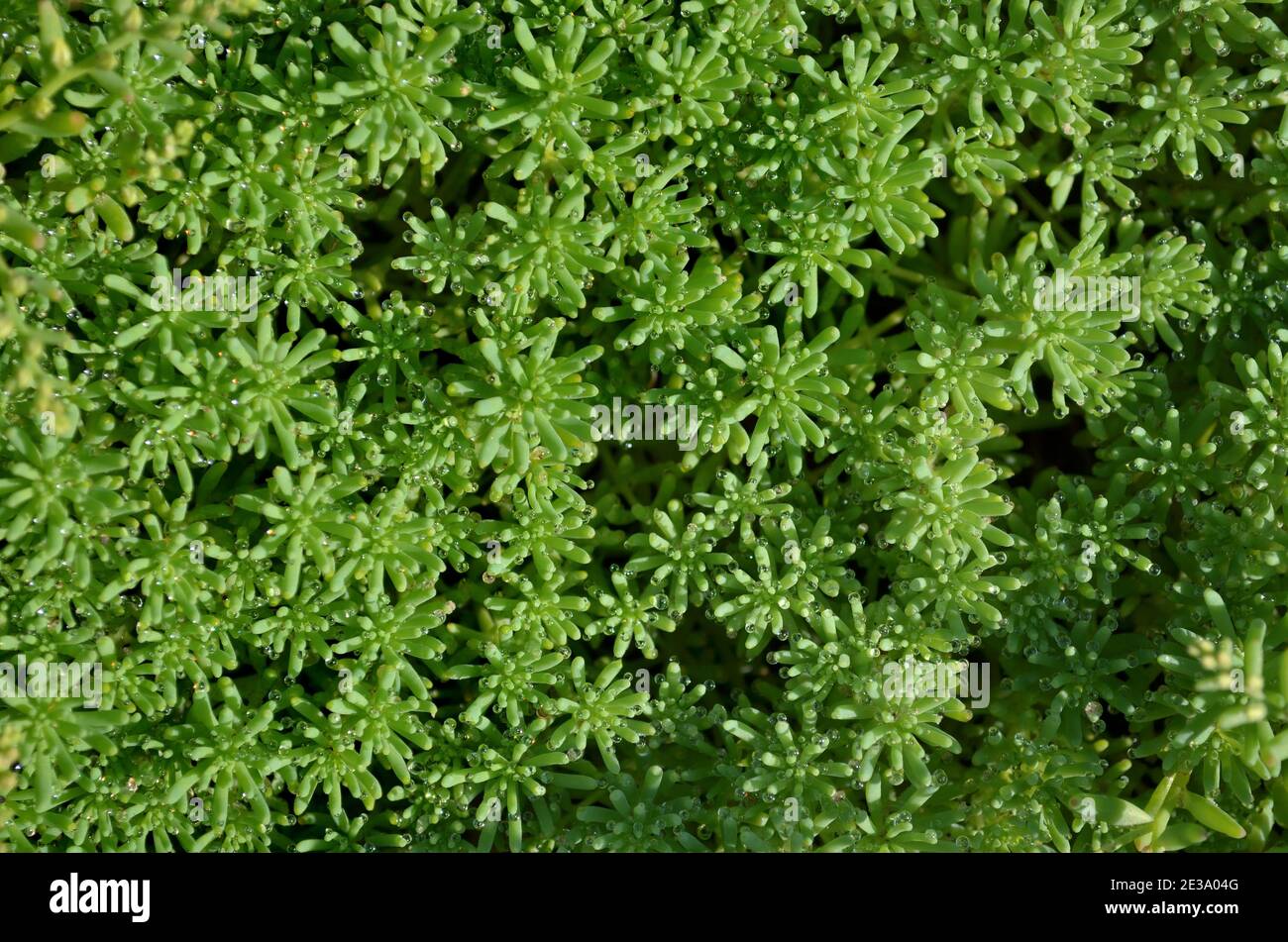 Stonecrop or sedum - groundcover succulent plant. May be used as a background, top view Stock Photo