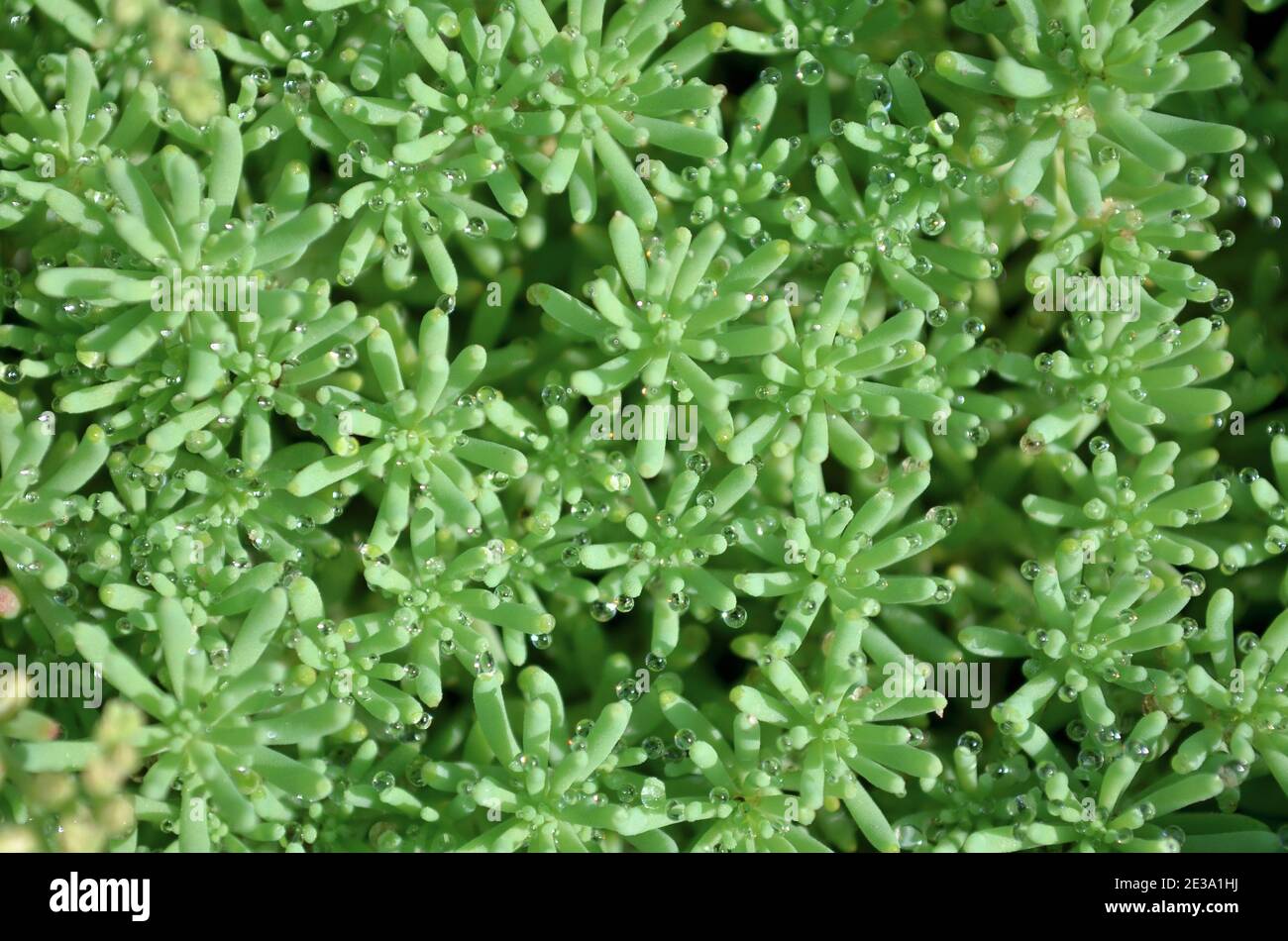 Succulent plant sedum or stonecrop as a nature green background close-up, top view. Stock Photo
