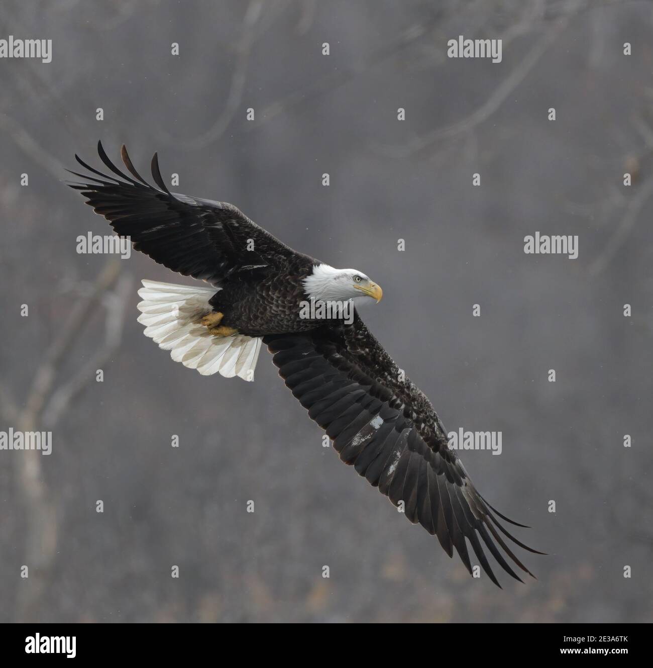 Bald Eagles Soaring Through Snow Stock Photo