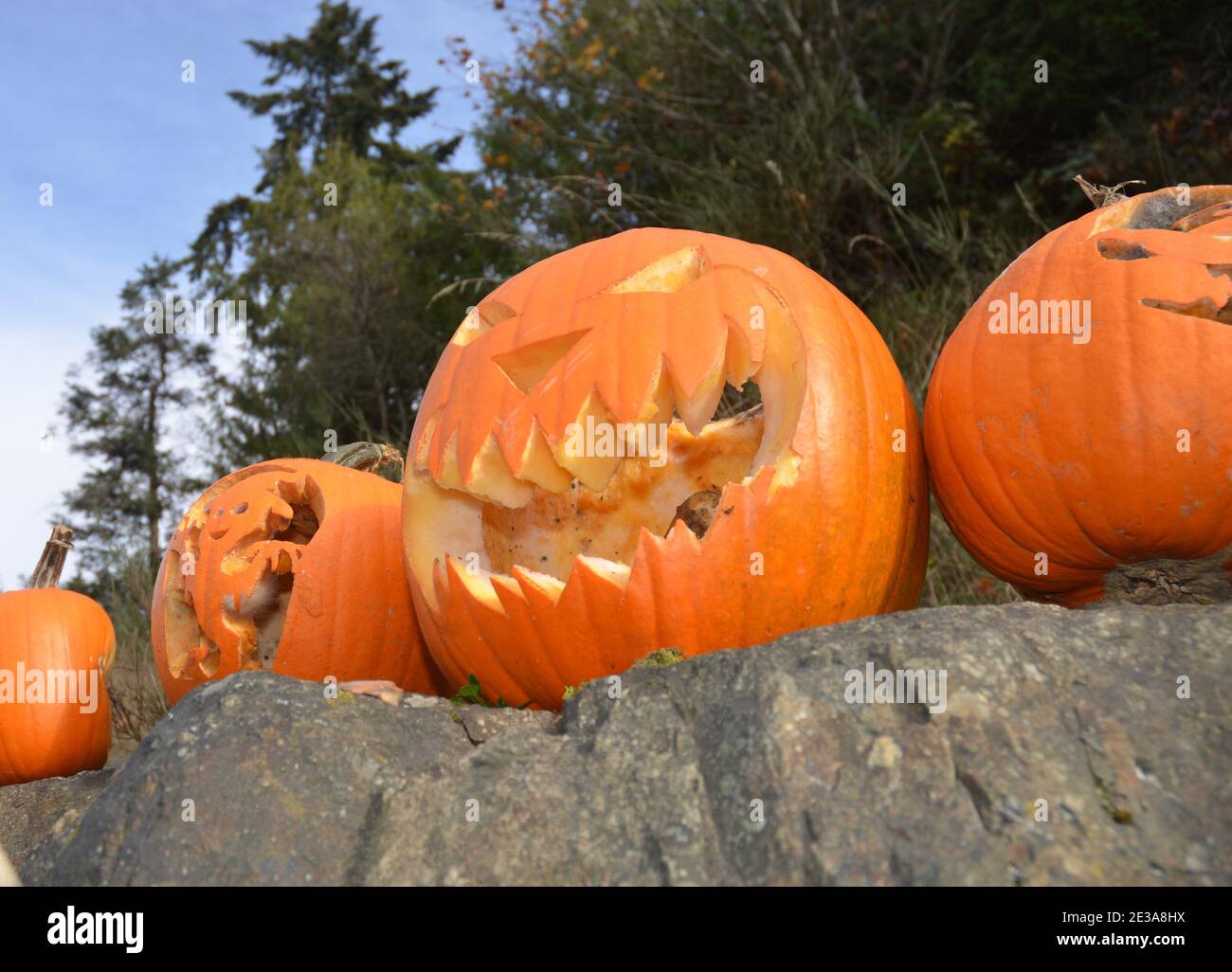Rotting JackOLanterns with Scary carvings and forest in background
