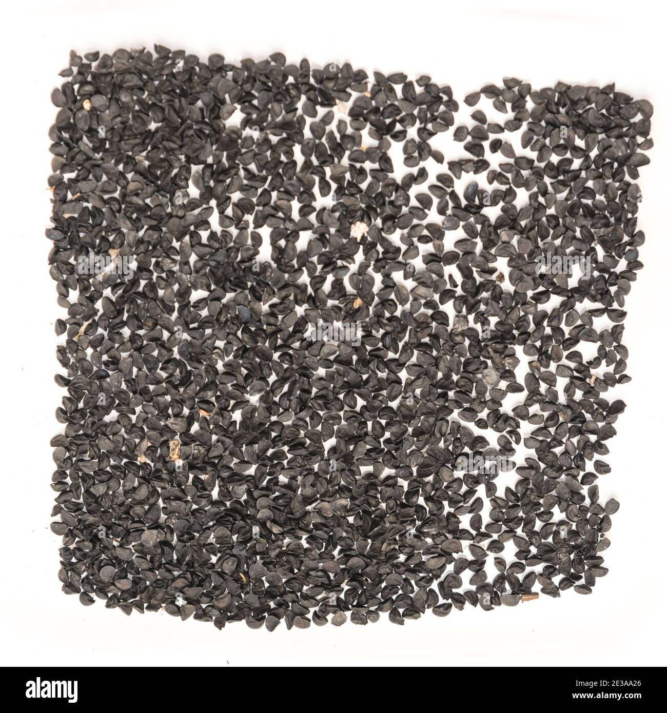 Organic onion seeds ready for planting green bunching onion isolated on