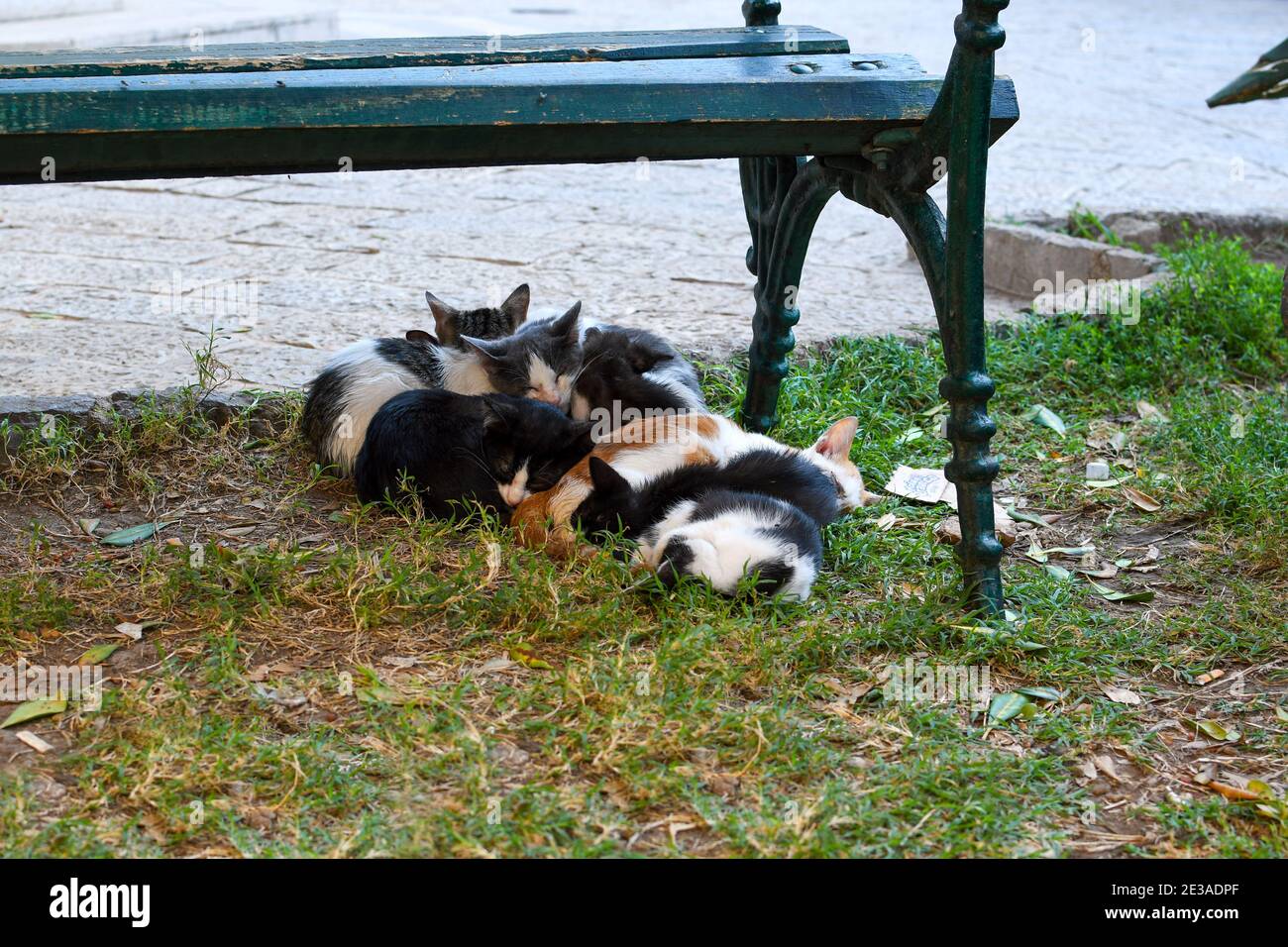 A group of sick kittens huddle together for warmth under a bench in a small park in the old town center of Kotor, Montenegro, The City of Cats. Stock Photo