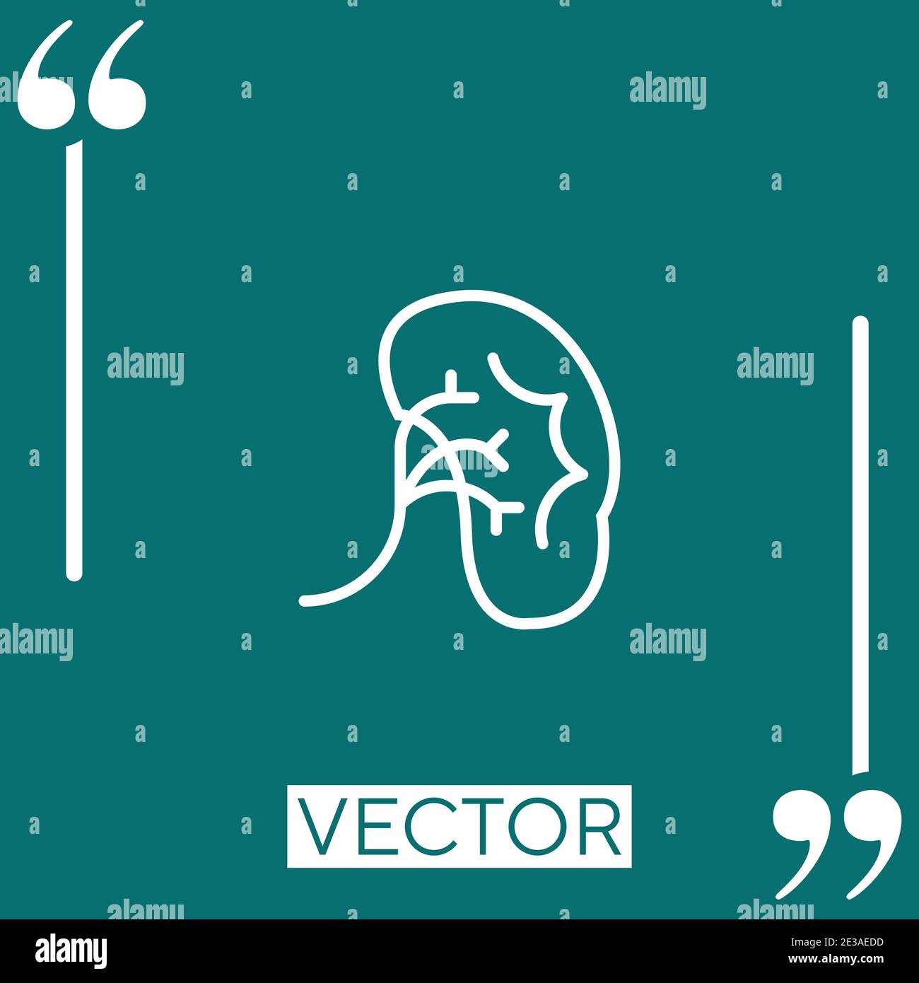 kidney vector icon Linear icon. Editable stroke line Stock Vector