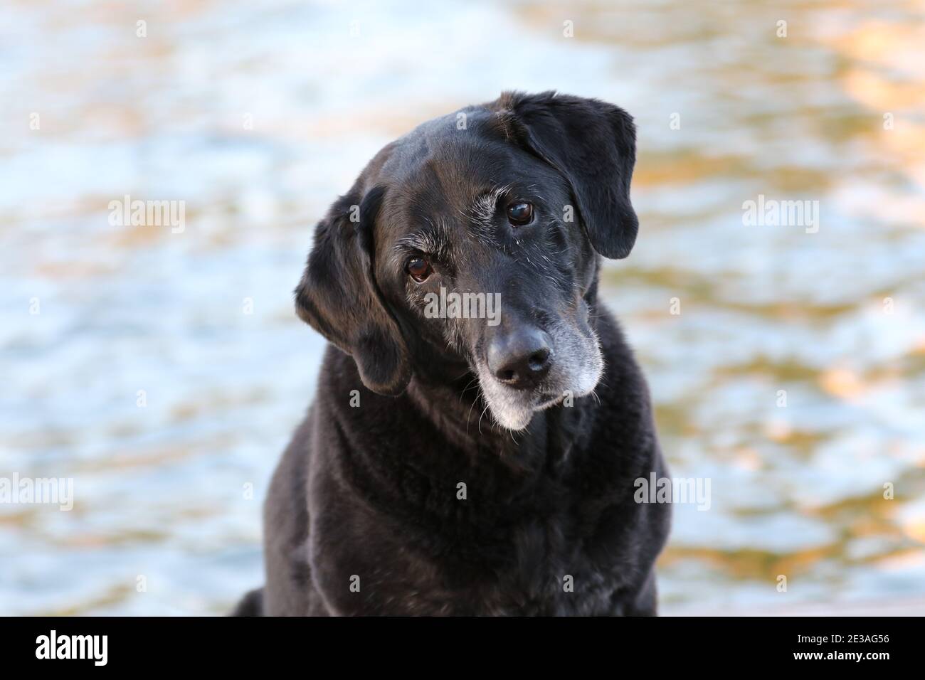 close up of cute dog with water Stock Photo