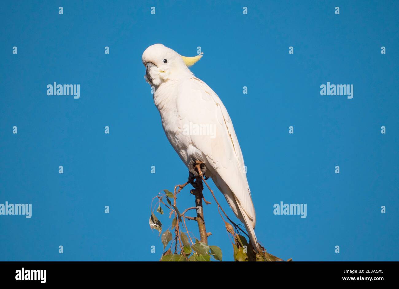 Sulphur-crested Cockatoo, Cacatua galerita, perched in a tree with blue sky background near Dubbo New South Wales, Australia Stock Photo