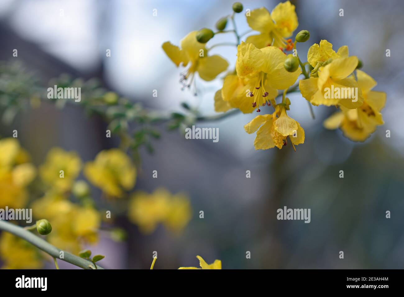Blue Palo Verde Flowers from the Sonoran Desert Stock Photo Alamy