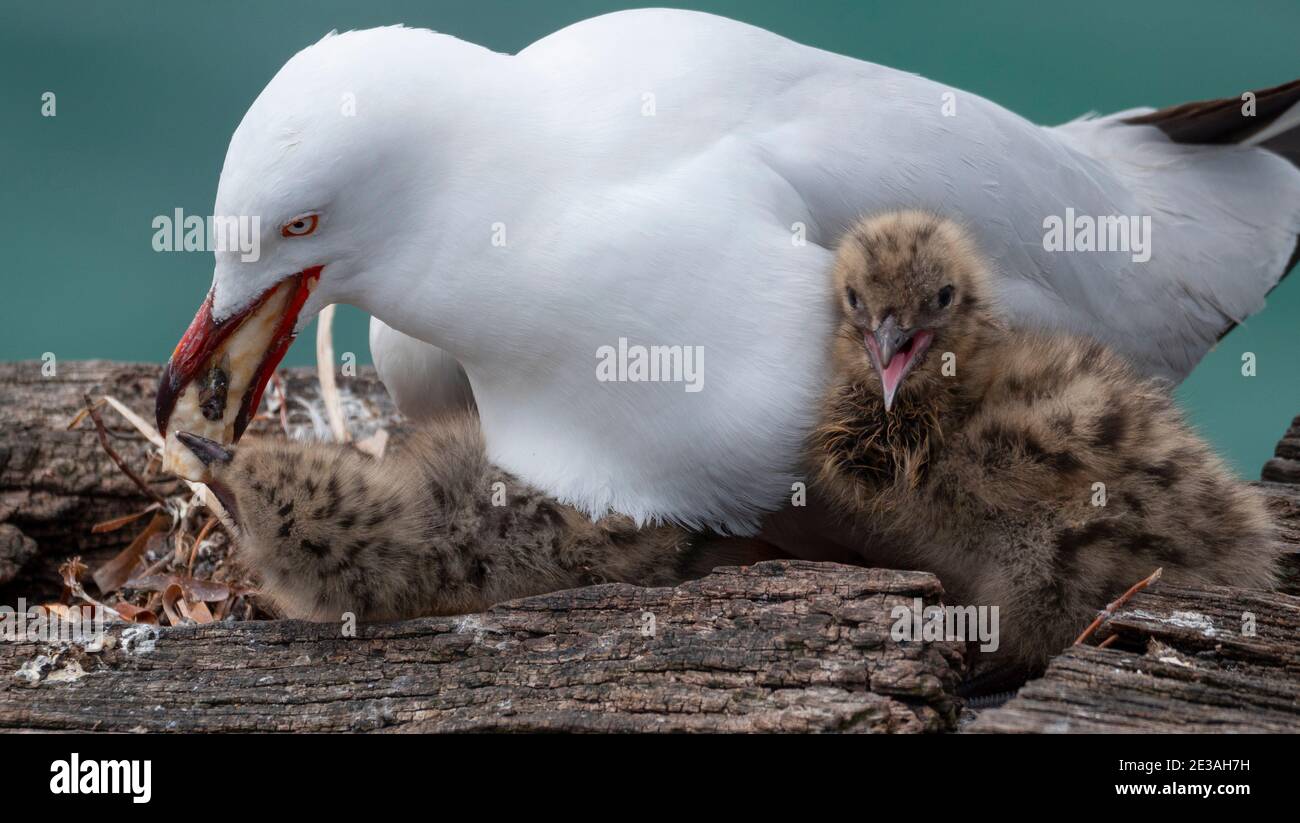A silver gull (Chroicocephalus novaehollandiae or Larus novaehollandiae) seagull with two chicks.  Mother feeing her chick. Stock Photo