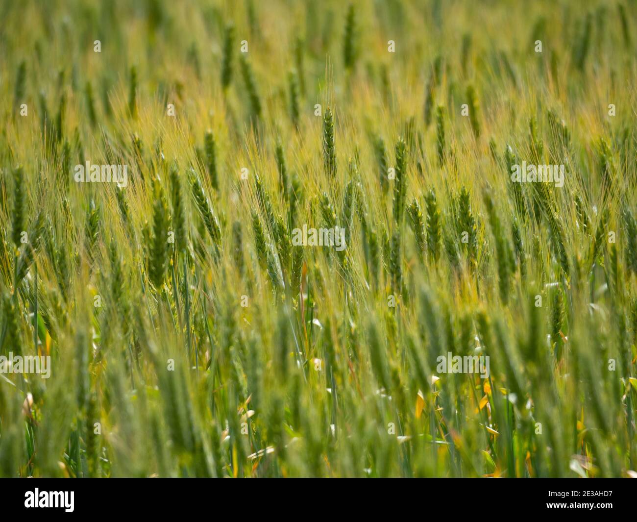 Wheat field background showing green plants with stalks and bushel heads with grain. Stock Photo