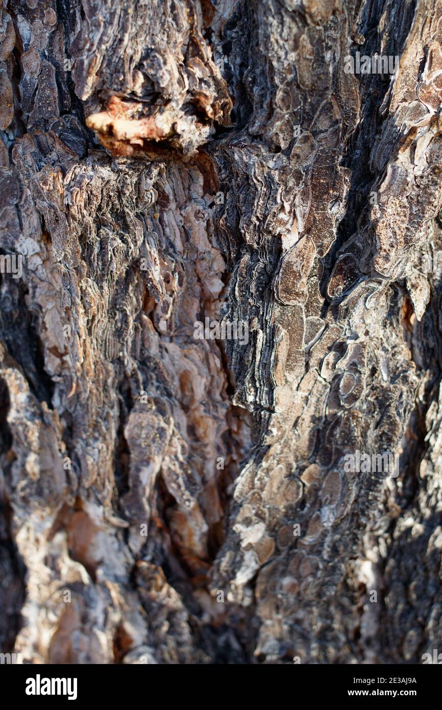 Scaly furrowed ridge bark, Singleleaf Pinyon, Pinus Monophylla, Pinaceae, native tree, Joshua Tree National Park, Southern Mojave Desert, Winter. Stock Photo