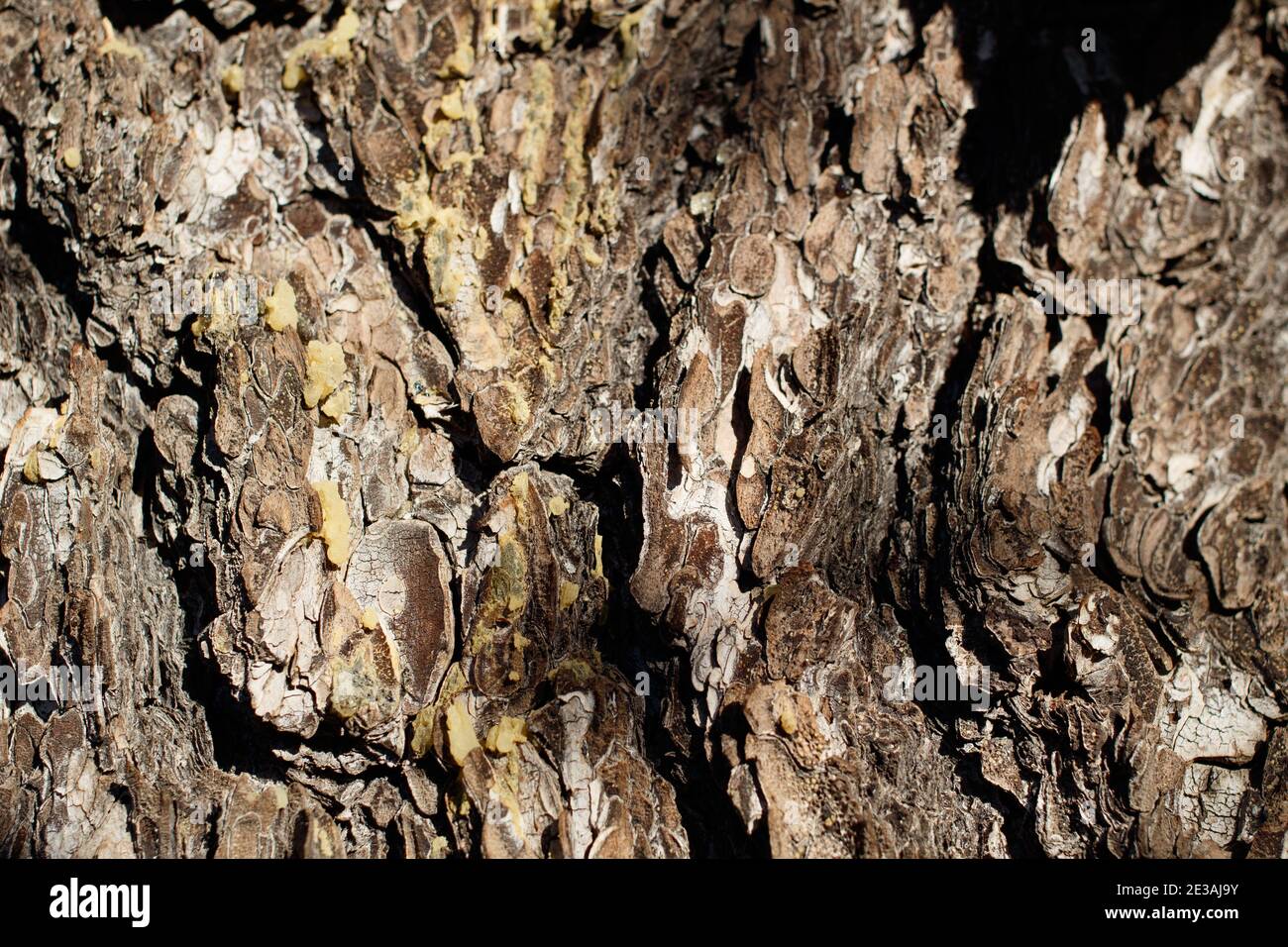 Scaly furrowed ridge bark, Singleleaf Pinyon, Pinus Monophylla, Pinaceae, native tree, Joshua Tree National Park, Southern Mojave Desert, Winter. Stock Photo