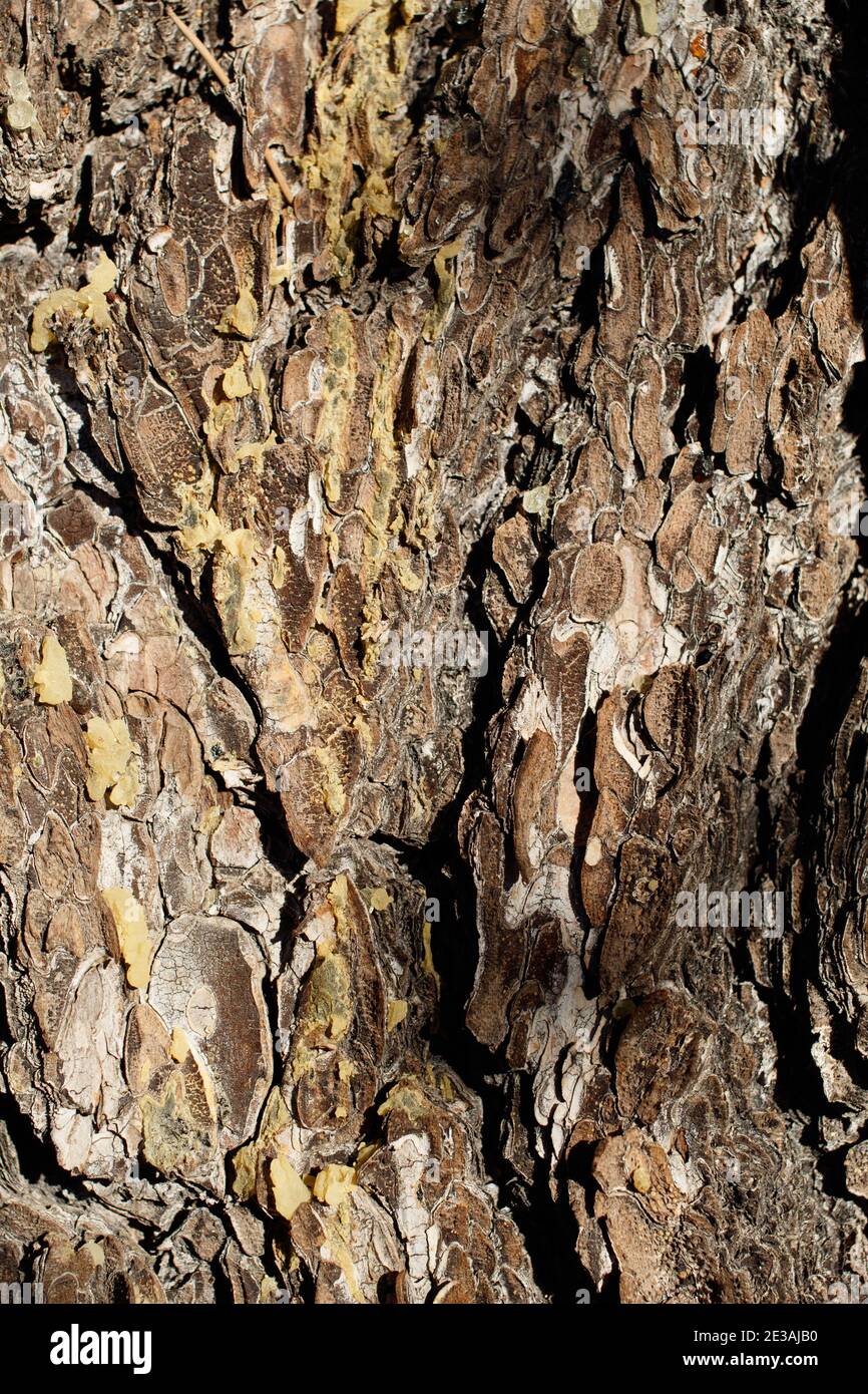 Scaly furrowed ridge bark, Singleleaf Pinyon, Pinus Monophylla, Pinaceae, native tree, Joshua Tree National Park, Southern Mojave Desert, Winter. Stock Photo