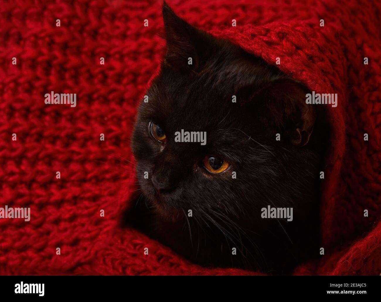 Knitted blanket hires stock photography and images Alamy
