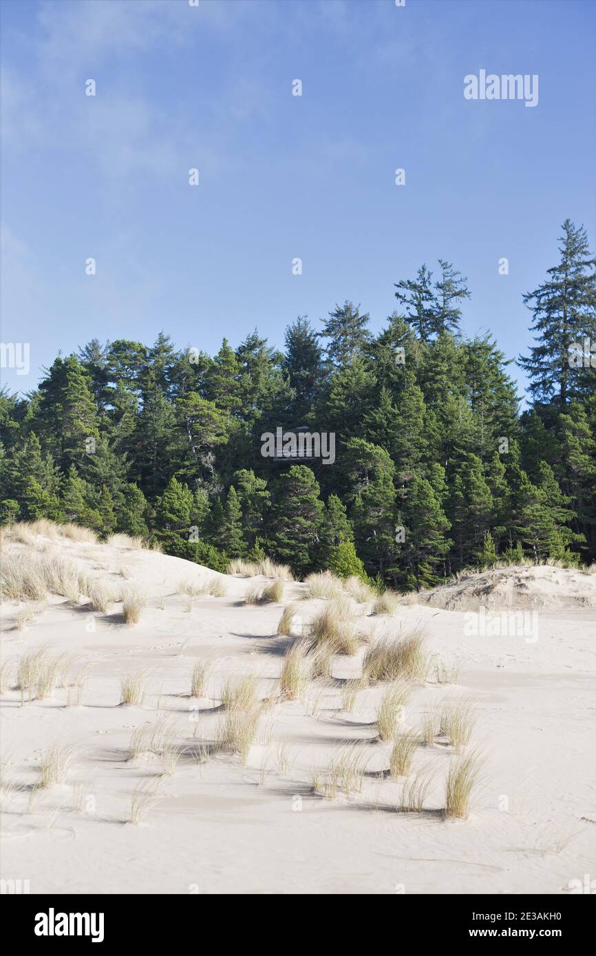 Oregon Dunes National Recreation Area on the central Oregon coast, USA. Stock Photo