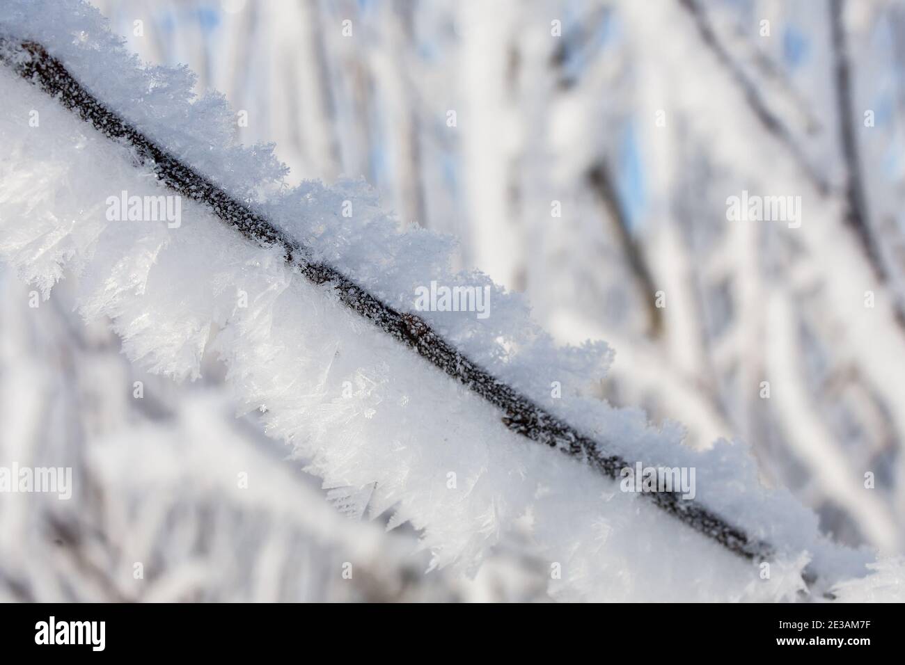 Snowy tree branches close-up, winter background Stock Photo