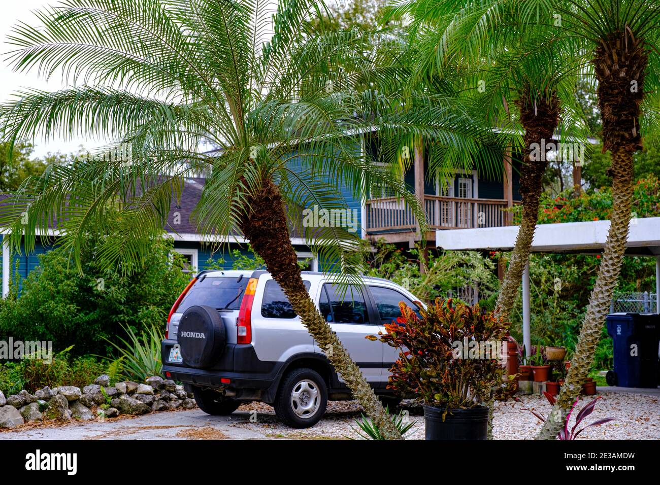 Palms in driveway of gentrified house - Seminole Heights Neighborhood, Tampa, Florida Stock Photo