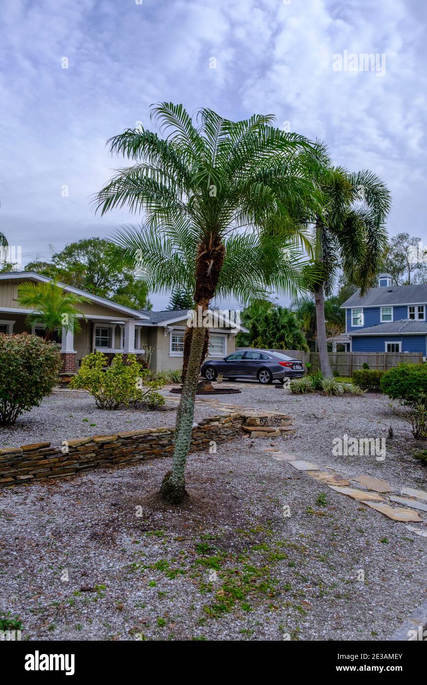 Palm in front of gentrified house - Seminole Heights Neighborhood, Tampa, Florida Stock Photo